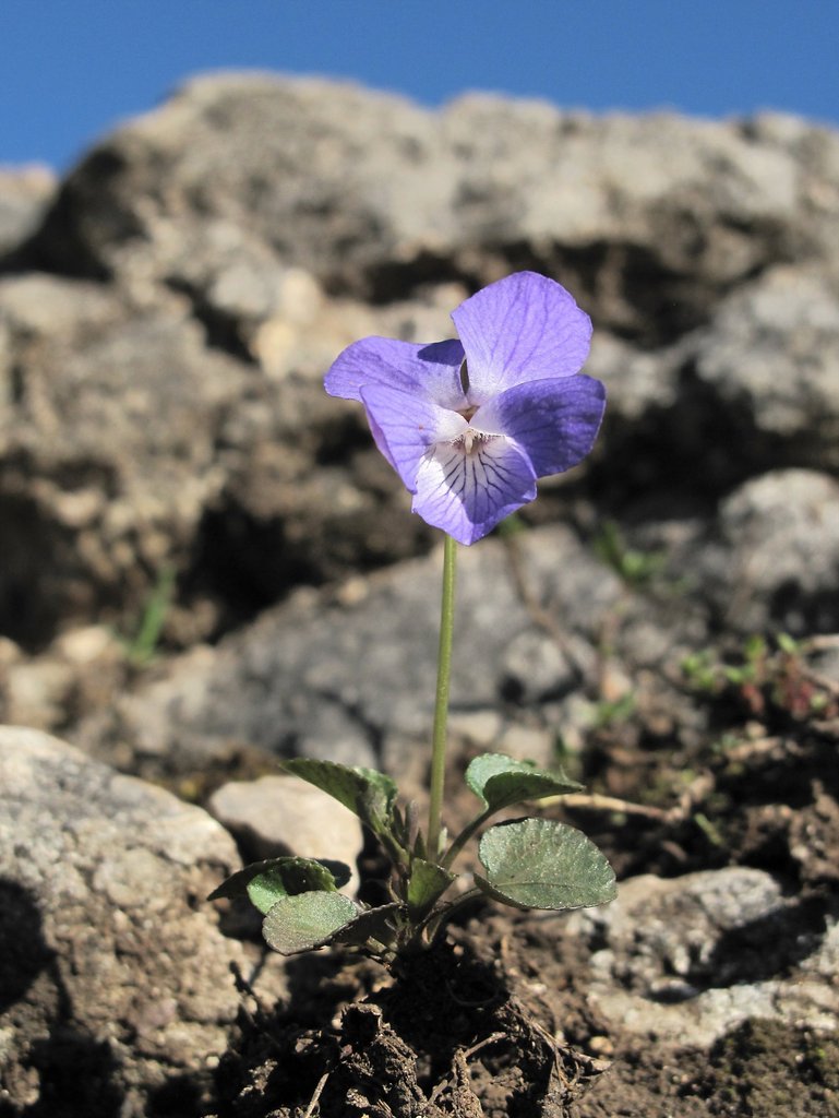Viola rupestris